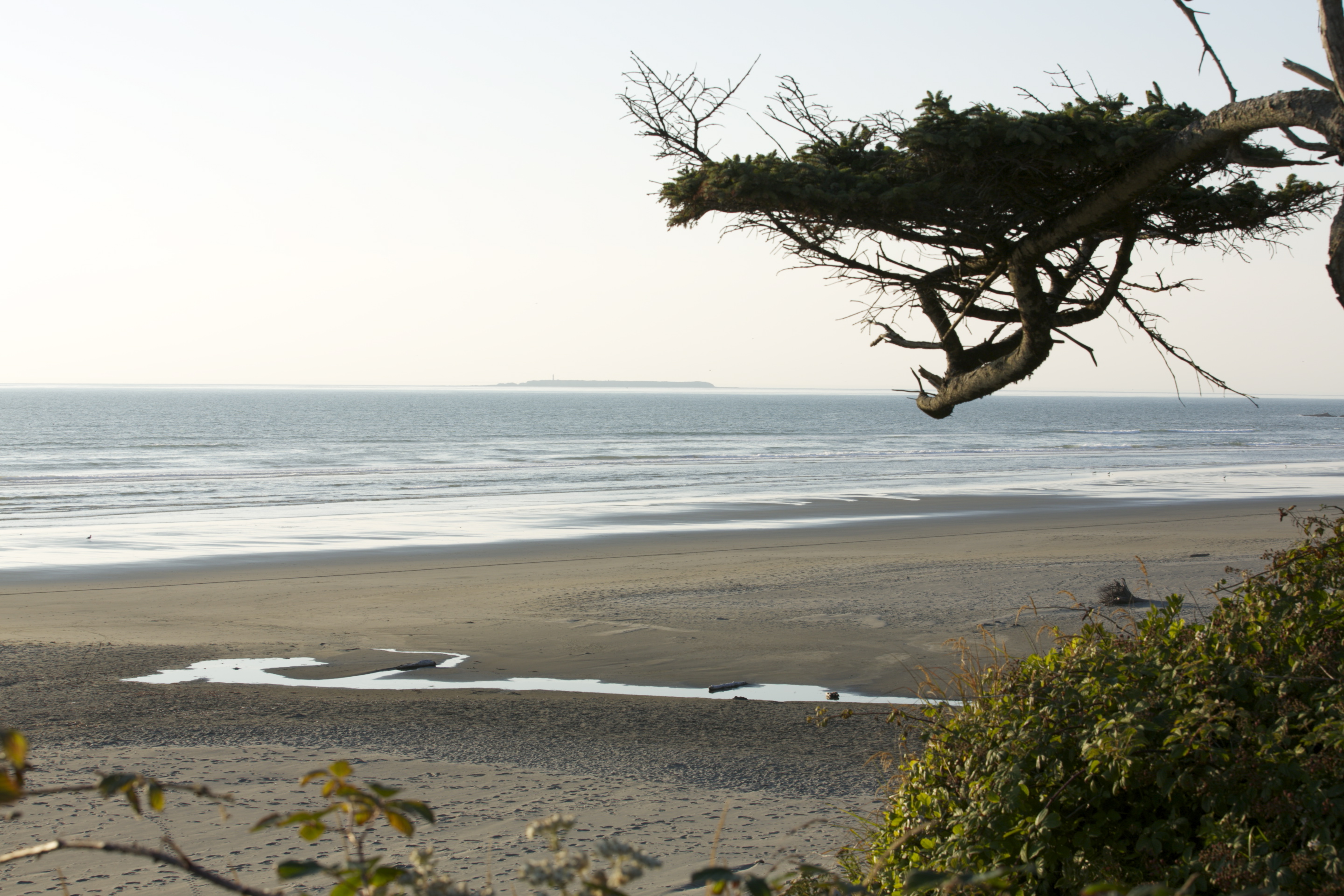 Read more about the article Kalaloch State Park