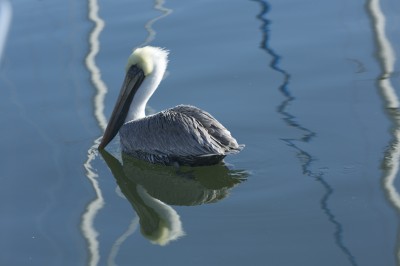 Pelican Water Colorer