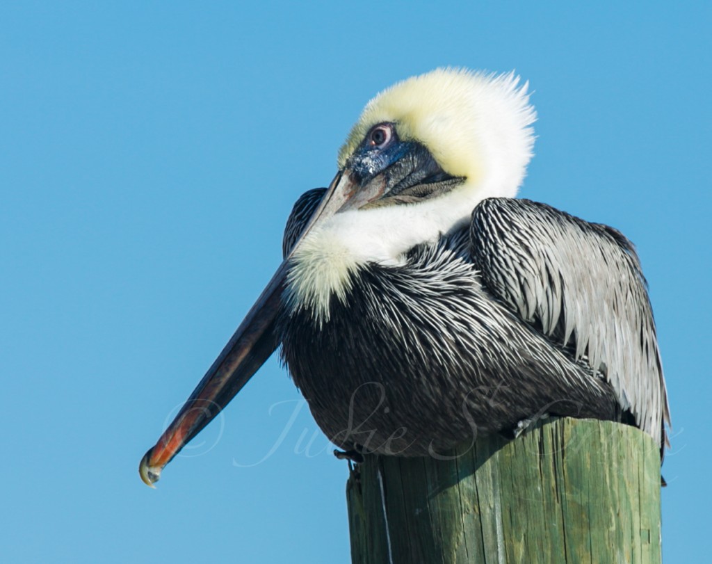 Pelican Biloxi 