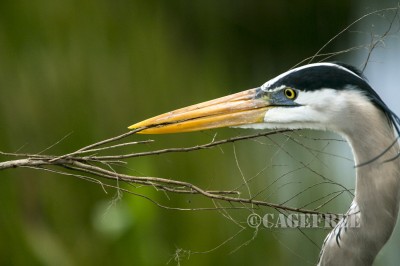 Blue Heron with nest material