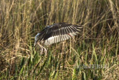 ibis landing