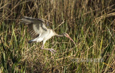 ibis landing feet