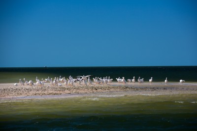 White Pelicans at 10,000 Islands