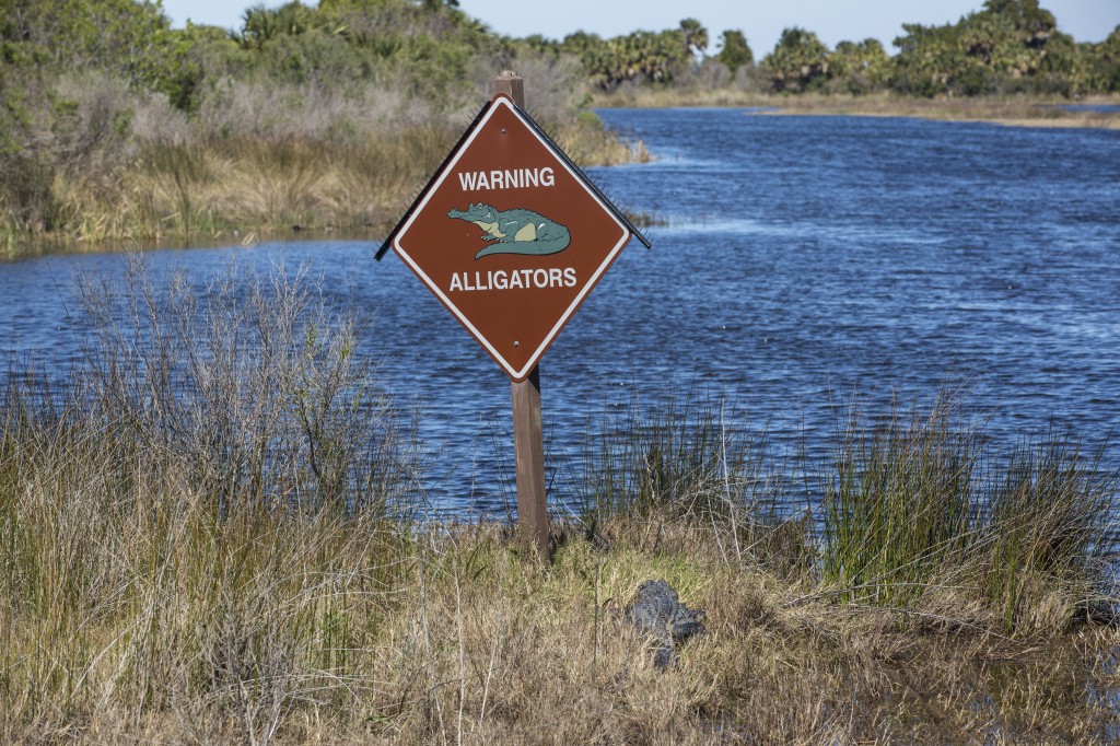 Alligator sign with Alligator Below