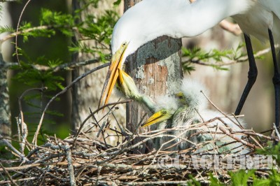 Egret feeding 2