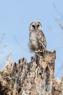 Owl on Stump