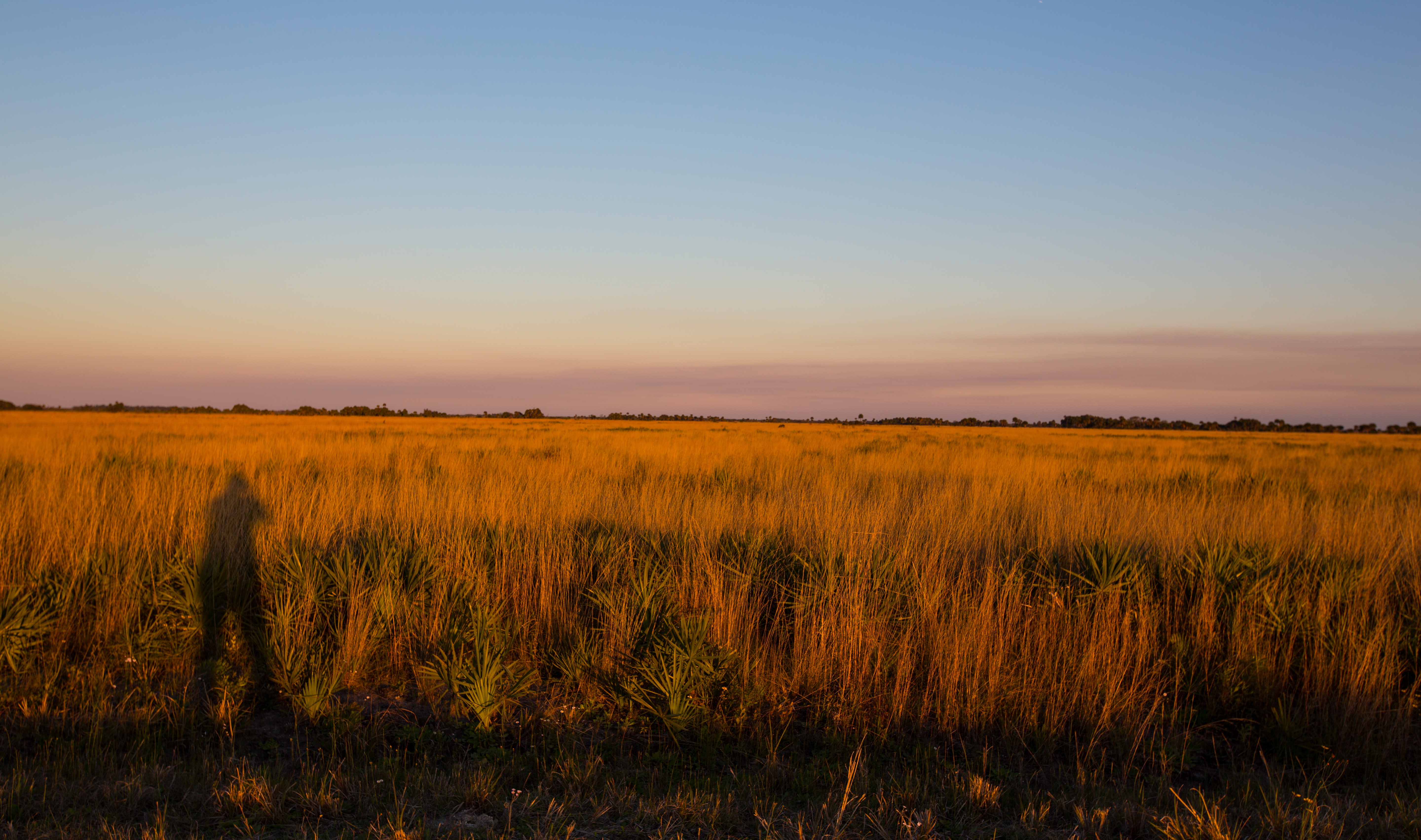 Read more about the article The Last Prairie in Florida