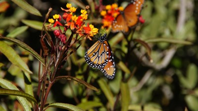 Arizona Monarch Butterfly