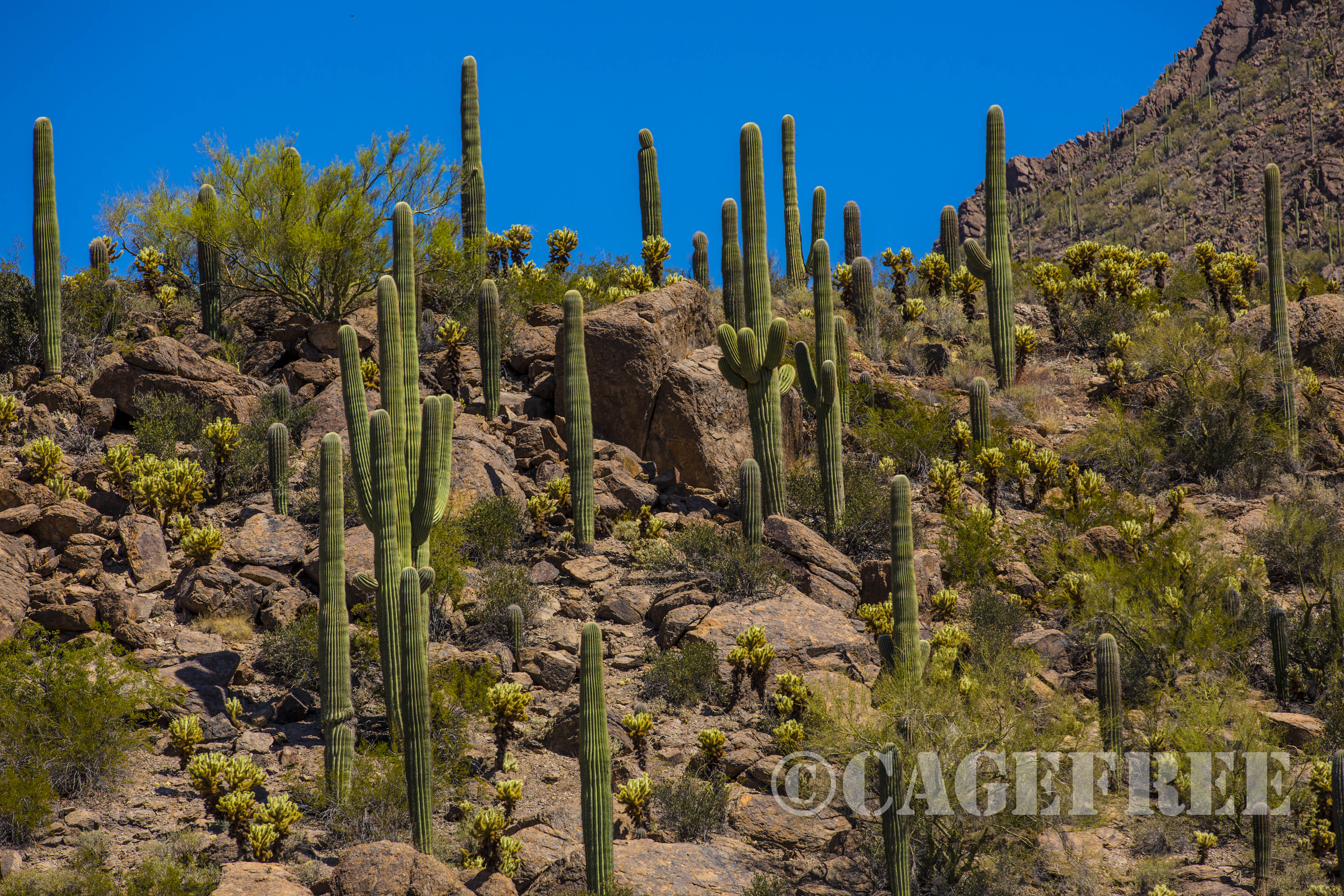 You are currently viewing Saguaro National Park ~ West District