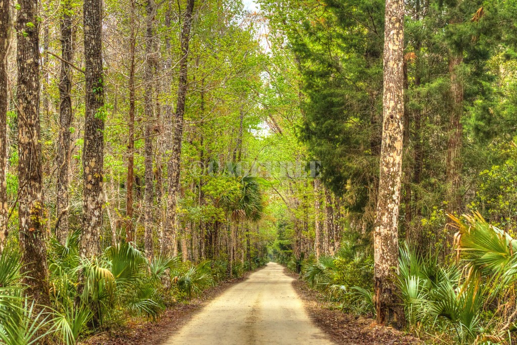 Swaunee Trail road and trees