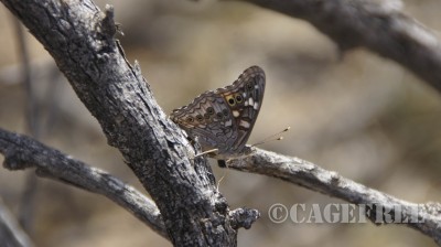 Arizona Butterfly 
