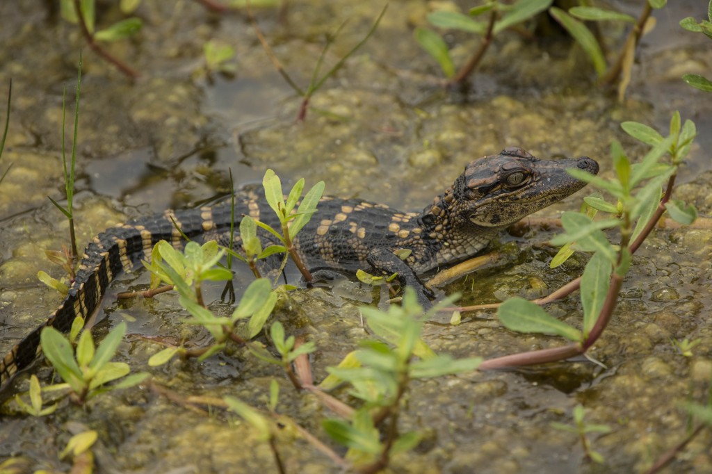 Baby gator in swamp