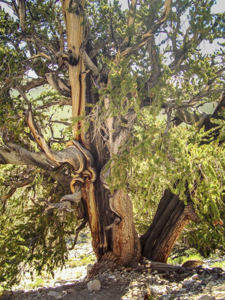 Ancient Bristlecone Pine Forest (12)