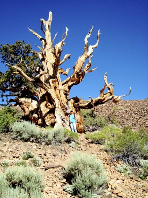 Read more about the article Ancient Bristlecone Pine Forest