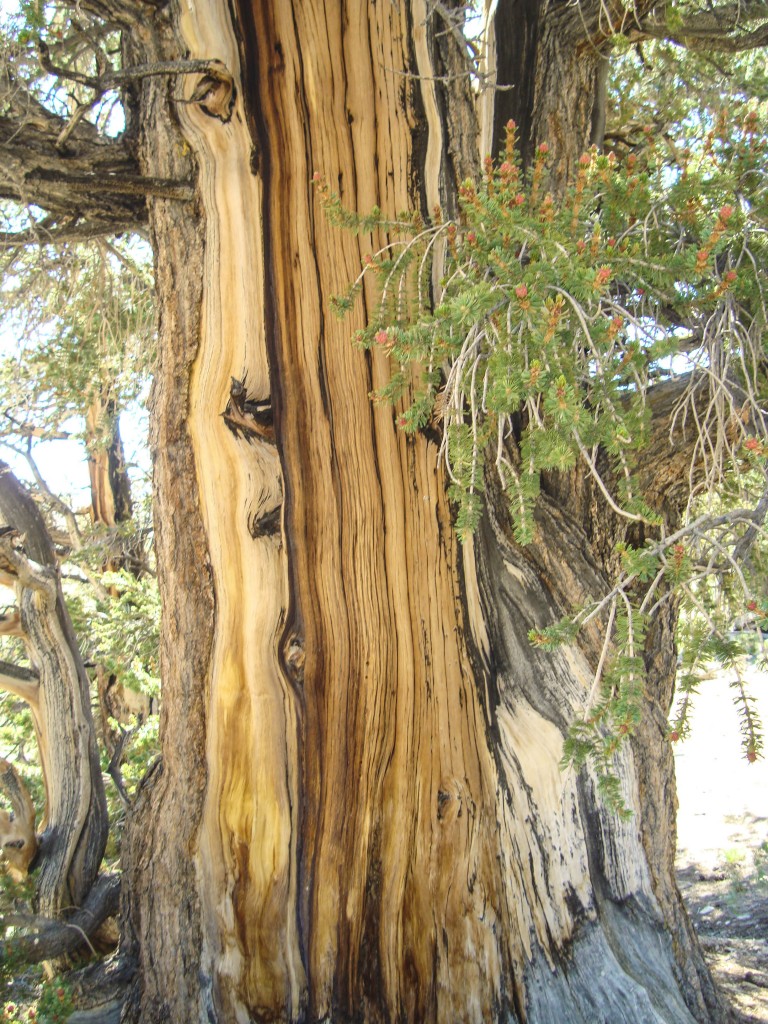Ancient Bristlecone Pine Forest (4)