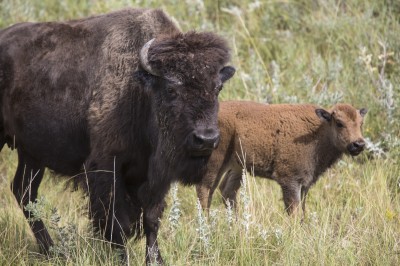 Buffalo mama and calf