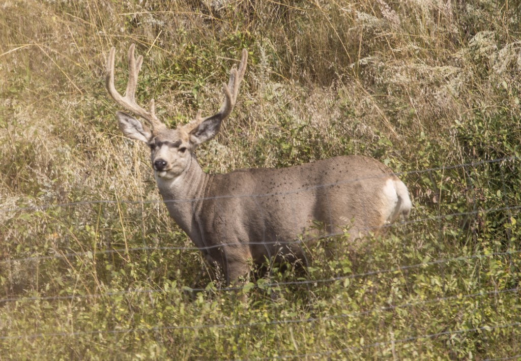 Mule deer Buck