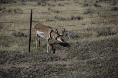 Pronghorn at Martin's Cove Fence