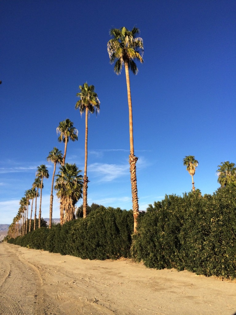 Citrus and Palms in Borrego Springs