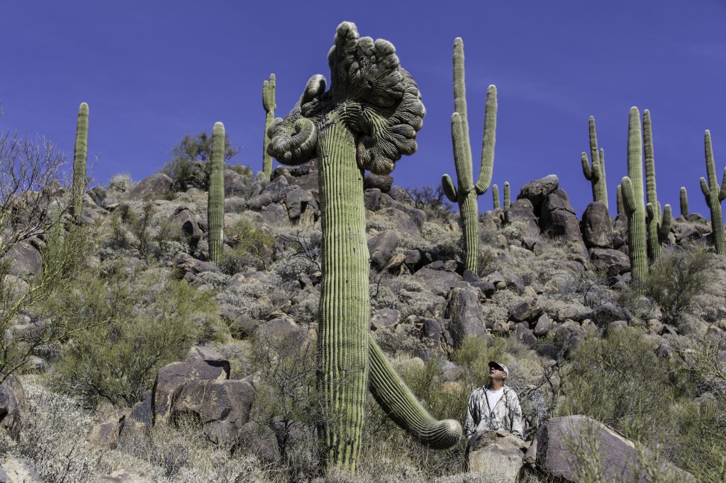  Picture of Crested Saguaro