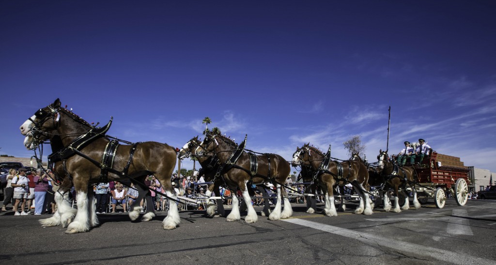The Clydesdale hitch came to Wickenburg for the parade.