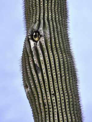 Bird in a Cactus house-2