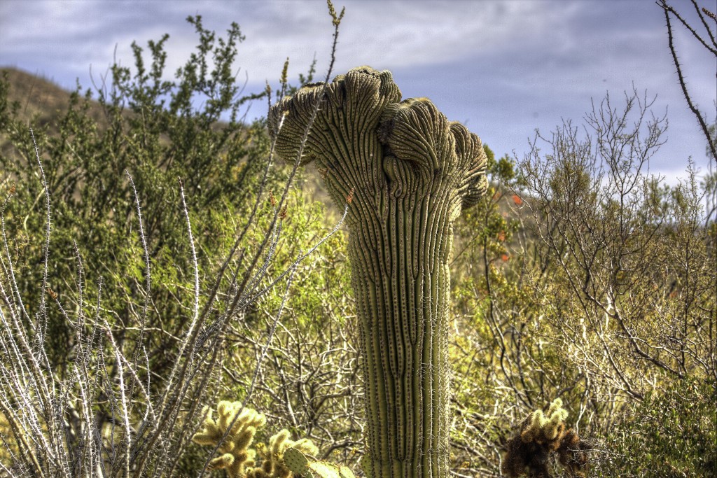 Crested Saguaro at Desert Museum