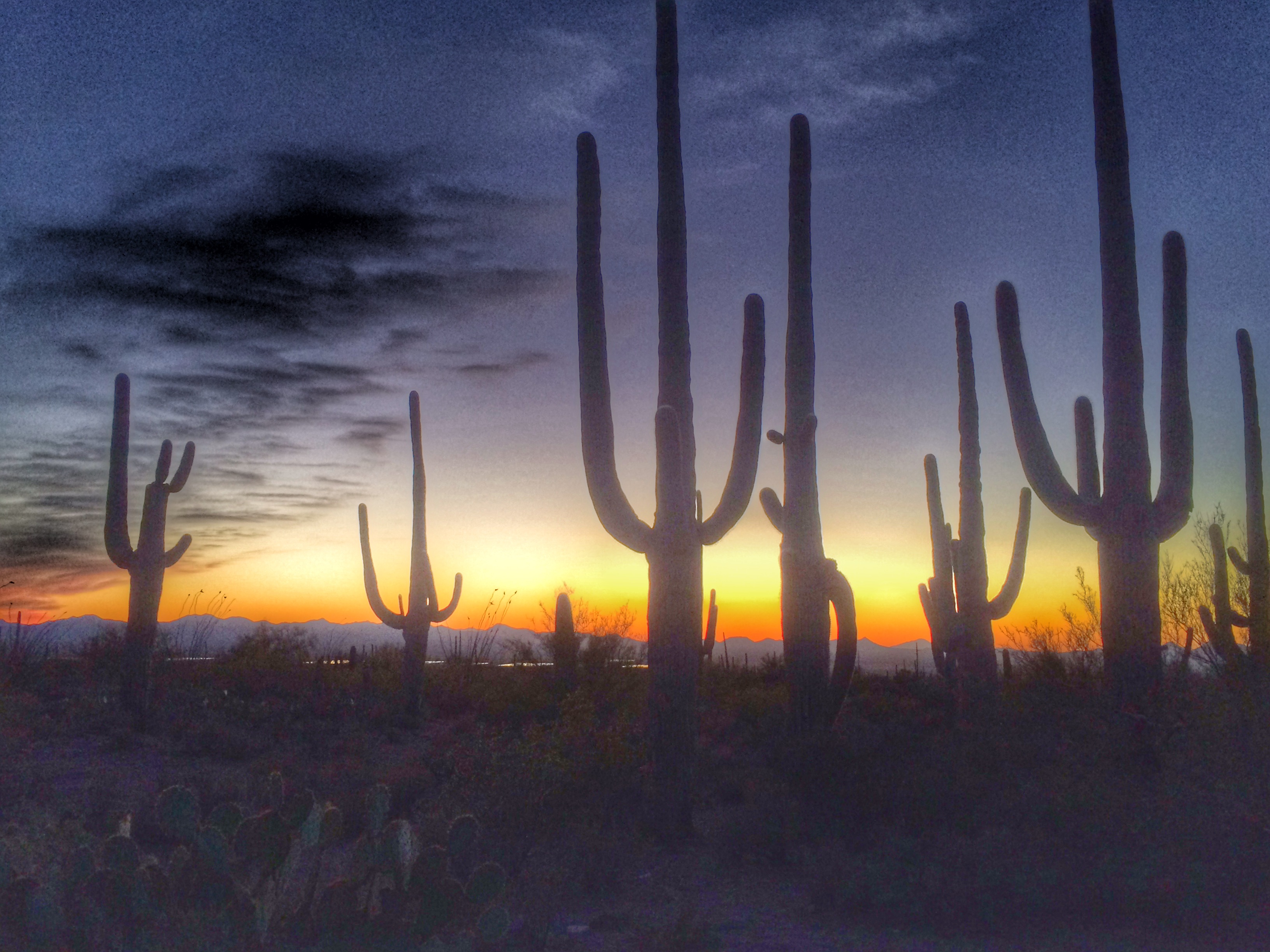 Read more about the article Sonoran Desert, Arizona