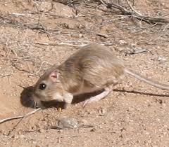 Kangaroo Rat in Arizona
