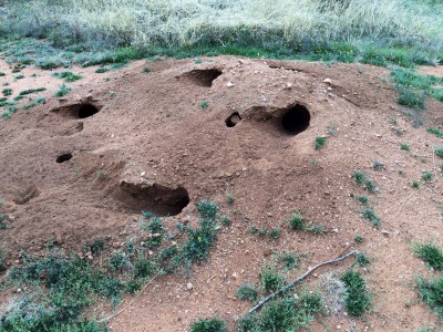 Kangaroo Rat Mound