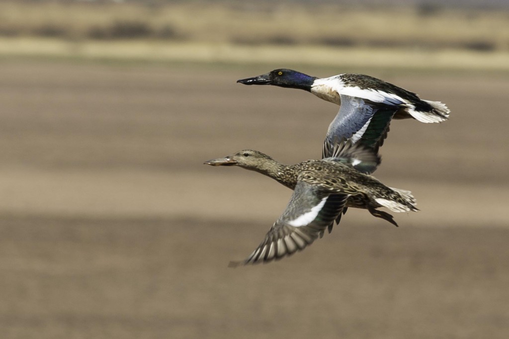 Pair of Malard ducks in flight