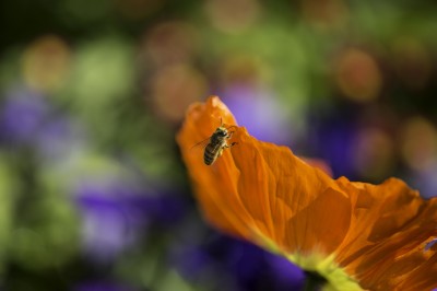 Orange Poppy with Bee