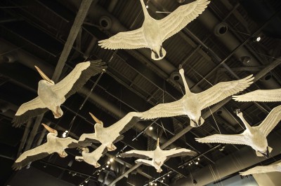 Bird display in museum
