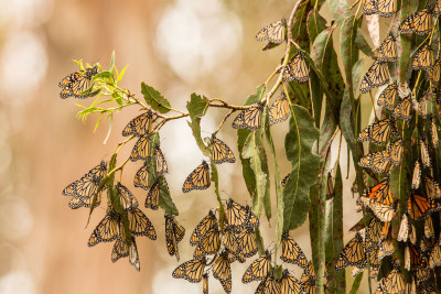 Read more about the article Butterfly Groves