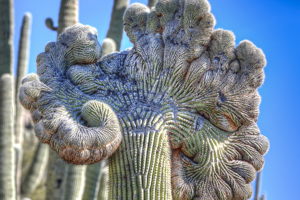 Crester saguaro colored-2