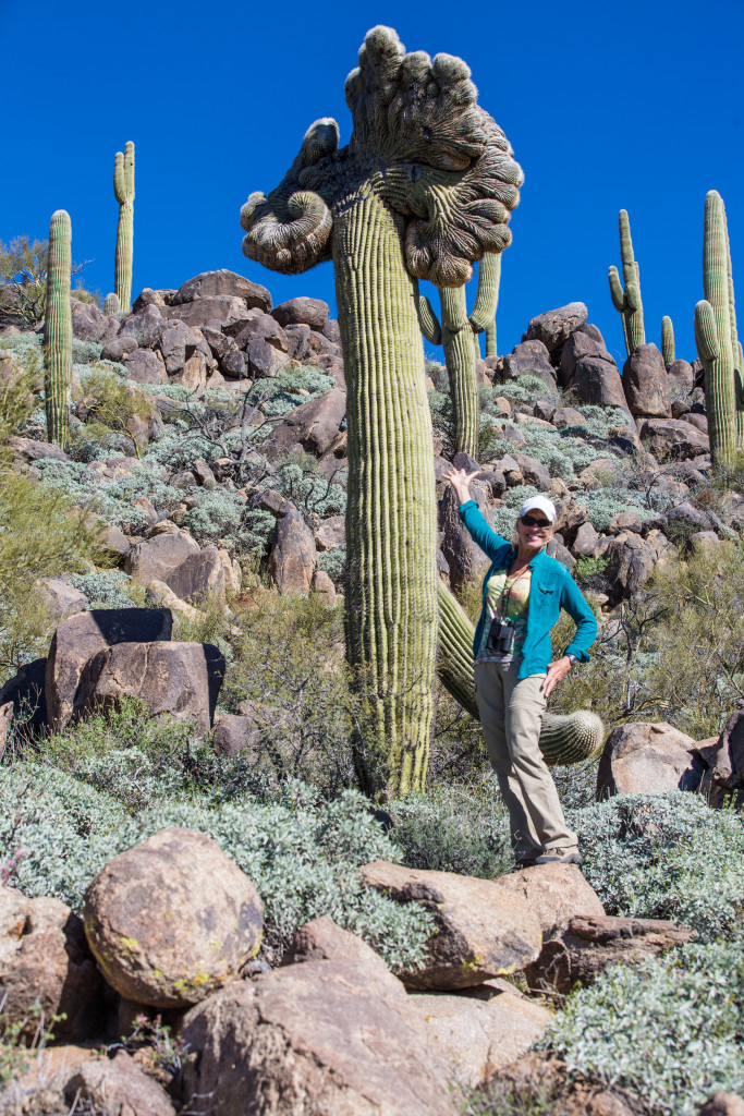 Patsi poses with the Elephant saguaro