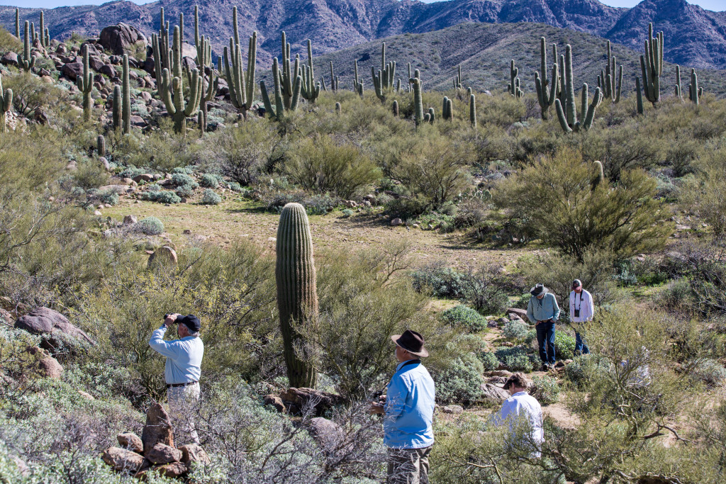 Boomers out among the saguaros