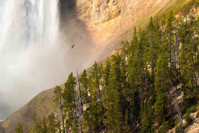 Closeup of Raven flying near the falls