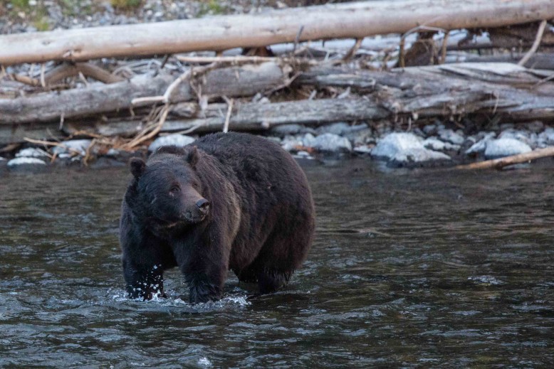 Grizzly in the Yellowstone River