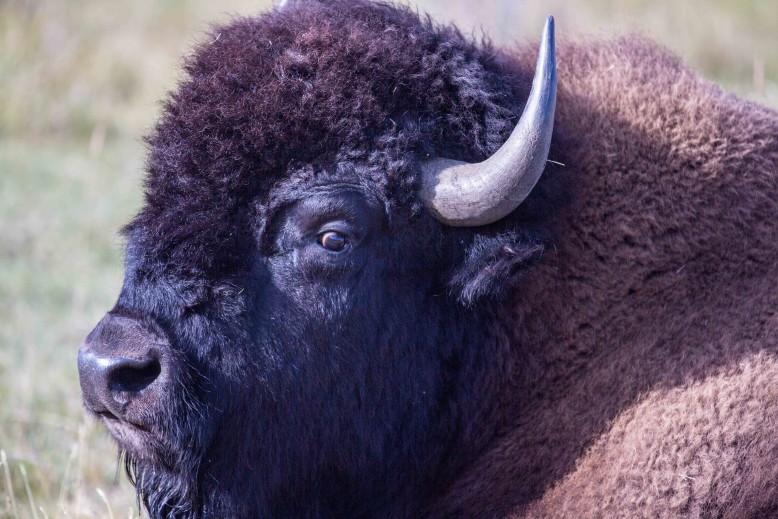 Bison at Lamar Valley