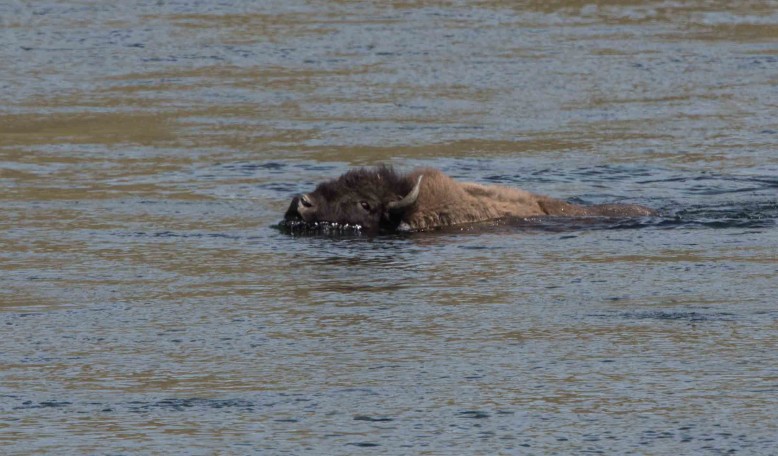 Bison in Yellowston River