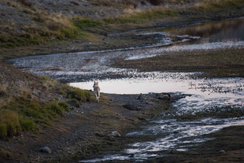 Coyote on the river