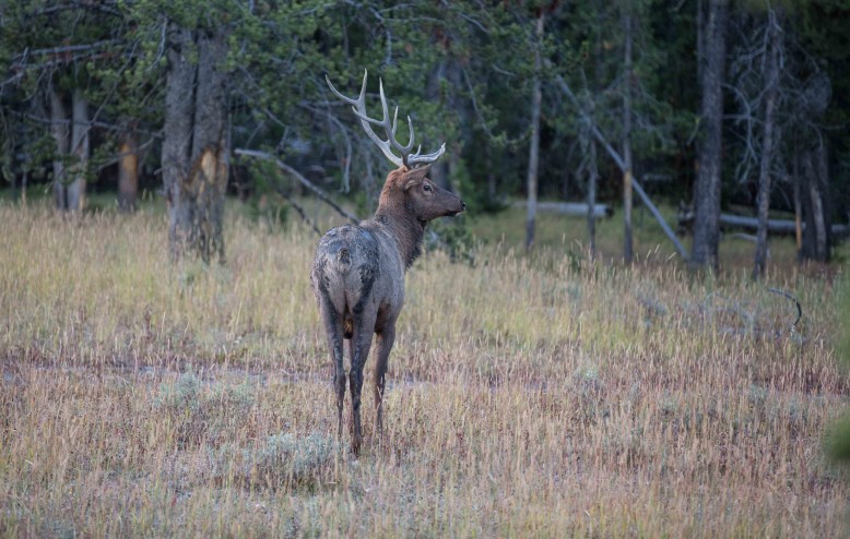 Elk from behind