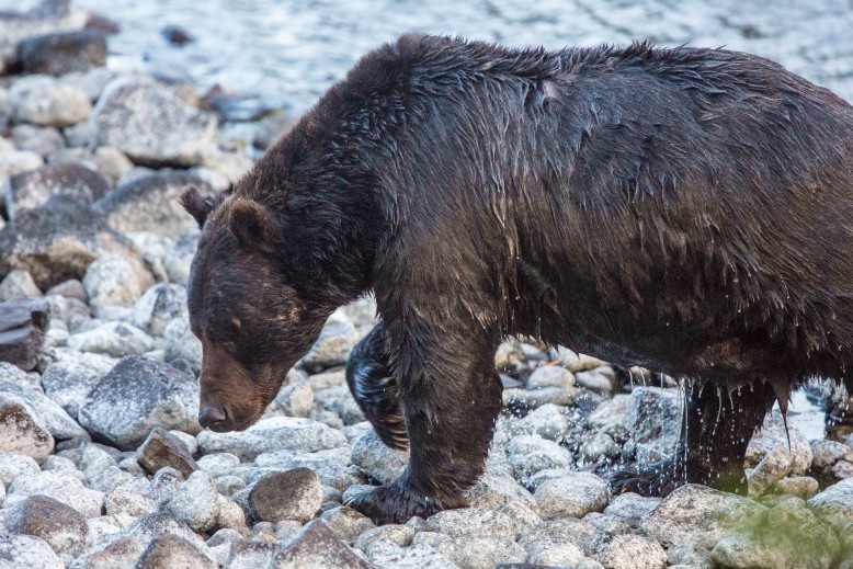 Grizzly out of the river 1