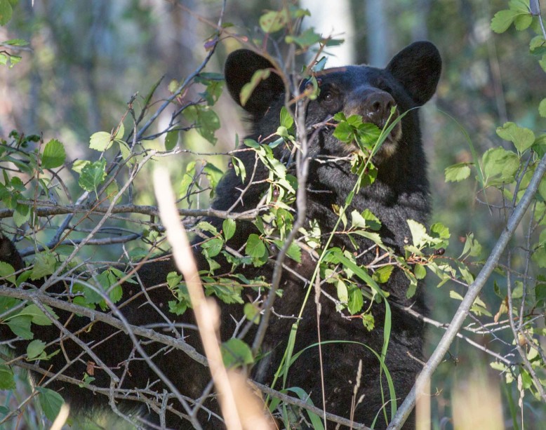 Black Bear in Berry bushes