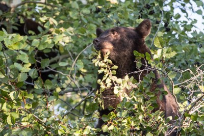 Large Black bear in bushes