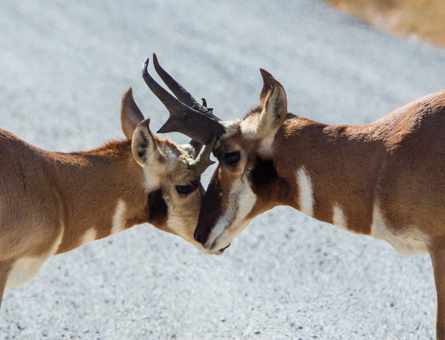 Read more about the article Pronghorn Not Antelope… in the Jackson Hole Valley