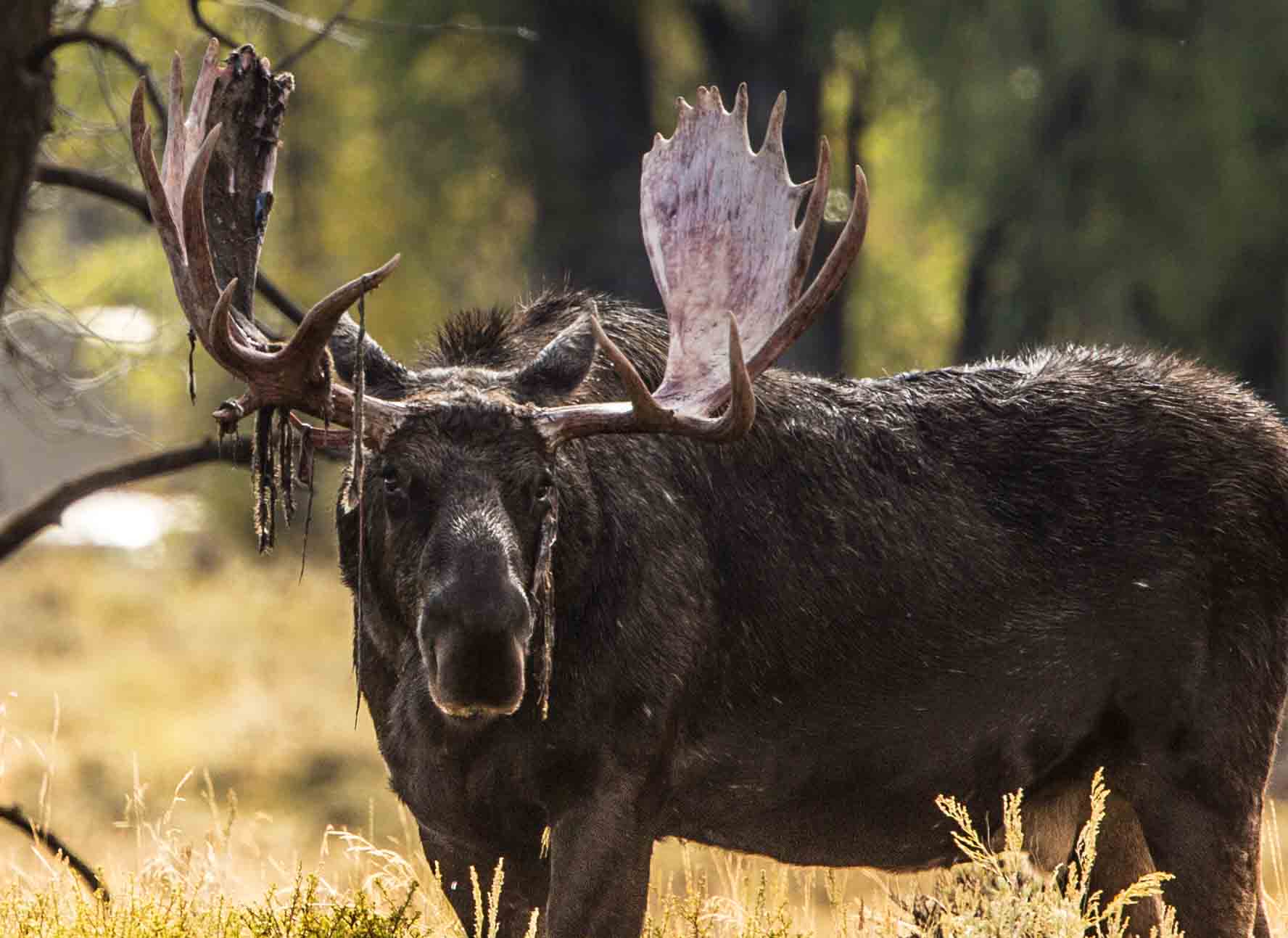 You are currently viewing In Search of Moose in Grand Teton National Park