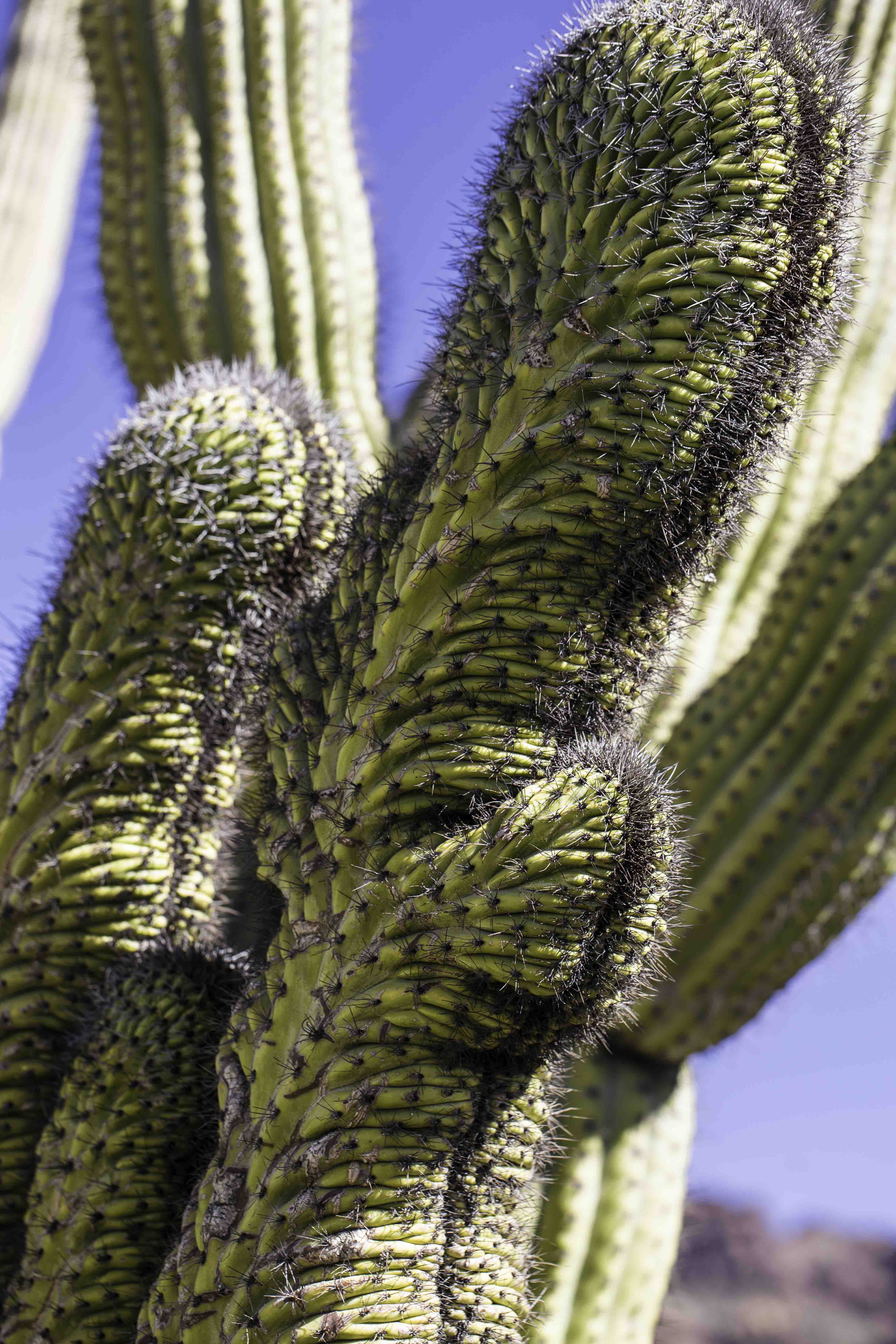 Read more about the article Organ Pipe Cactus National Monument
