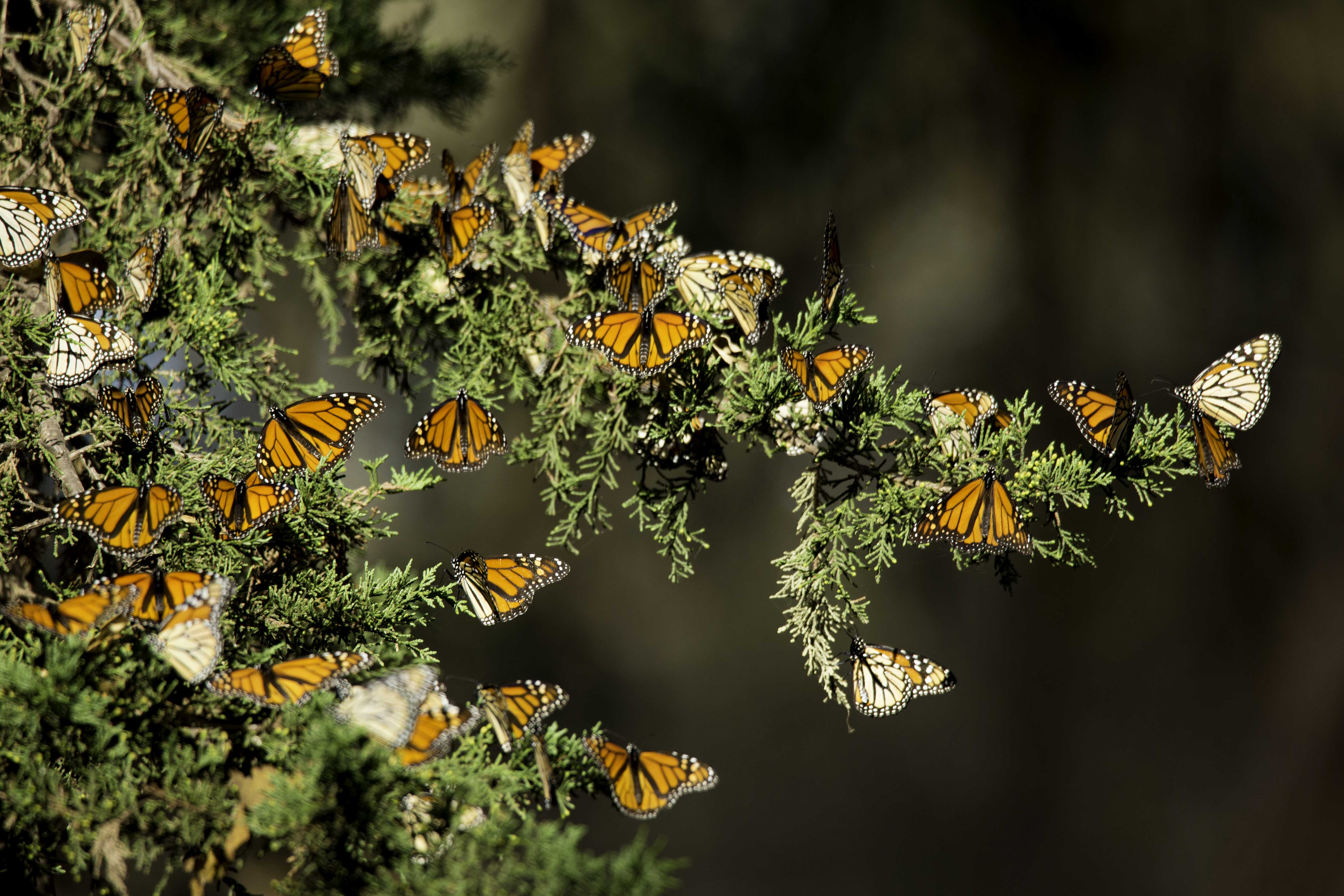 Read more about the article Hunting for Danaus plexippus – The Monarch butterfly